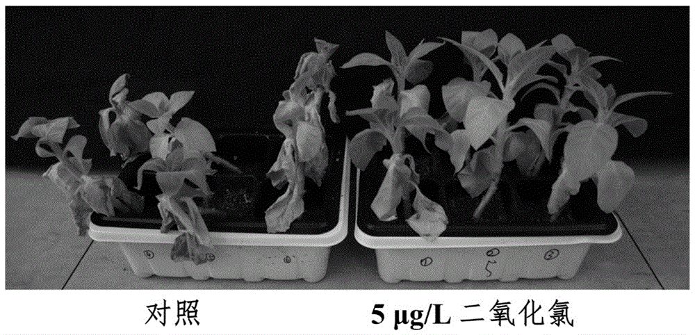 一种提高烟草抗旱性的方法与流程