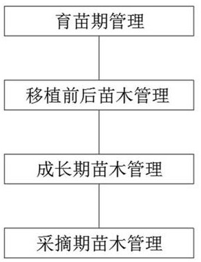 一种生态有机茶种植管理方法与流程